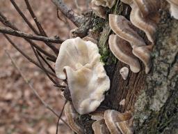 Trametes ochracea