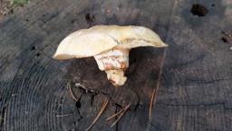 Neolentinus lepideus