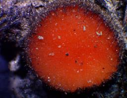 Scutellinia trechispora