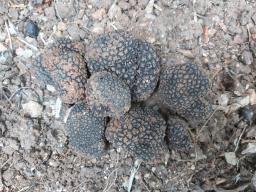 Tuber aestivum