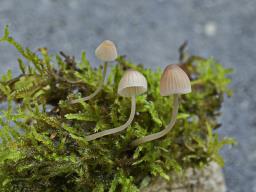 Linopodium filopes