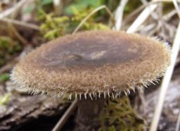 Lentinus arcularius