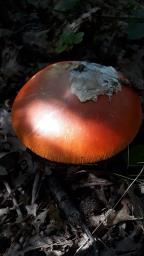 Amanita caesarea