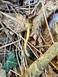 Leotia lubrica