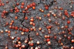 Dialonectria episphaeria
