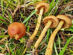 Cortinarius pratensis