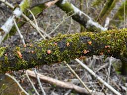 Ditangium cerasi