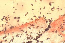 Psathyrella marquana