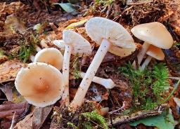 Rhodocollybia prolixa
