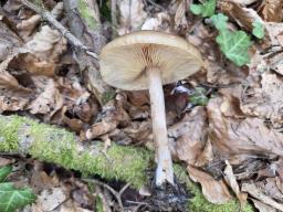 Melanoleuca cognata