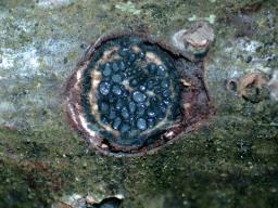 Biscogniauxia marginata