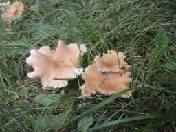 Infundibulicybe costata