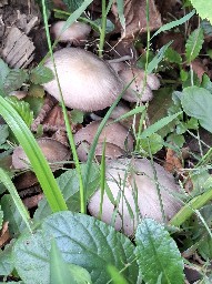 Candolleomyces candolleanus