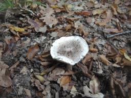 Tricholoma basirubens