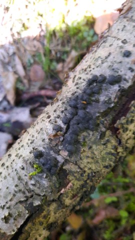 Hypoxylon fuscum