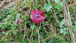 Cortinarius sanguineus