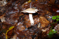 Hebeloma sinapizans