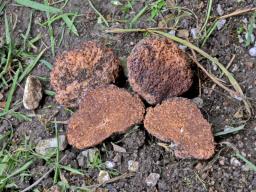 Gautieria morchelliformis