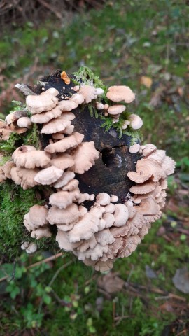 Panellus stipticus