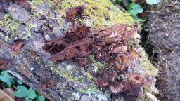 Xanthoporia radiata