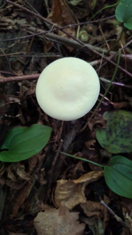 Melanoleuca strictipes