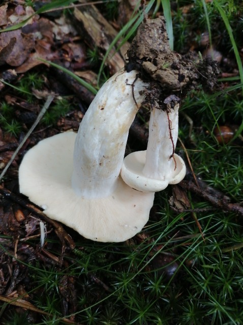Lactifluus piperatus