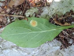 Puccinia bromina