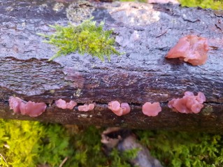 Ascocoryne sarcoides