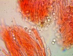 Rigidoporus crocatus