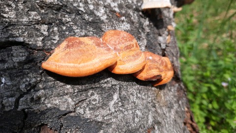 Pycnoporus cinnabarinus
