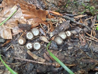Cyathus striatus