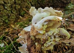 Osteina obducta