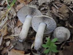 Tricholoma bresadolanum