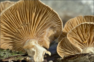 Panellus stipticus