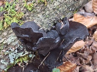 Exidia glandulosa