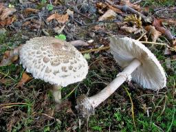Macrolepiota permixta