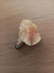 Cuphophyllus pratensis