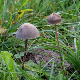 Panaeolina foenisecii