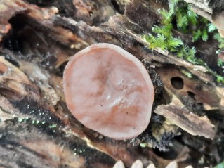Discina ancilis