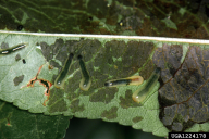 Caliroa cerasi
