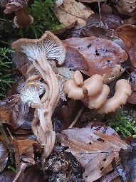 Lentinellus cochleatus