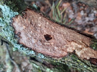 Vuilleminia comedens