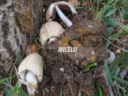 Coprinellus domesticus