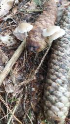 Baeospora myosura