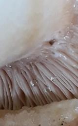 Lactifluus glaucescens