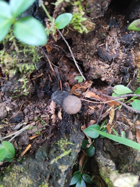 Xylaria polymorpha