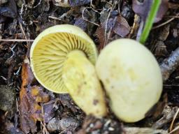 Tricholoma sulphureum