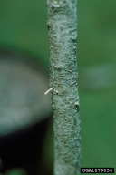 Xylosandrus crassiusculus