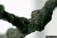 Scolytus intricatus