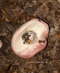 Russula rosea